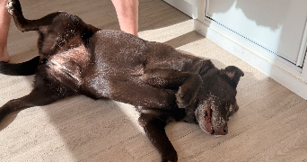 aurelie pet sitter à MARQUETTE LEZ LILLE 59520_2