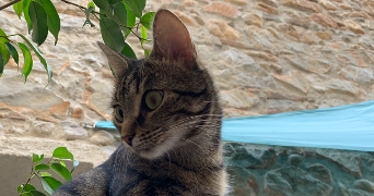 ilona pet sitter à TORREILLES 66440_0