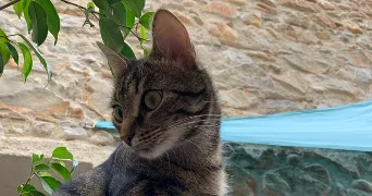 ilona pet sitter à TORREILLES 66440