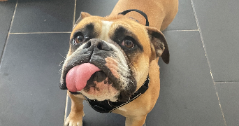 charlène pet sitter à ST RAMBERT D ALBON 26140_3