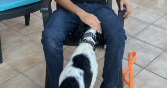 yanis  pet sitter à COUZON AU MONT D OR 69270_1