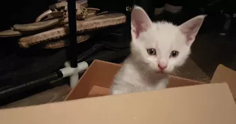 jennifer pet sitter à NOISY LE SEC 93130