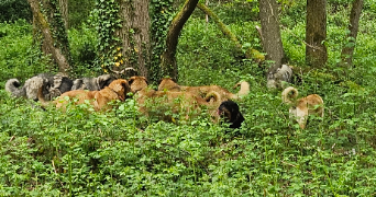 vaia pet sitter à LABENNE 40530_3