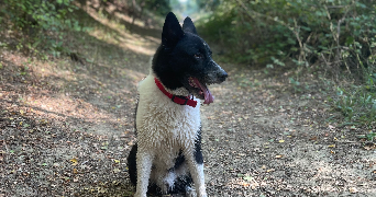 alexia pet sitter à TOULOUSE 31500_2