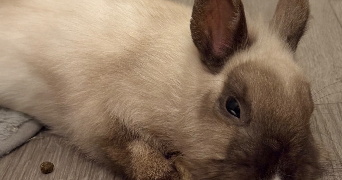 maeva pet sitter à VOISINS LE BRETONNEUX 78960_3