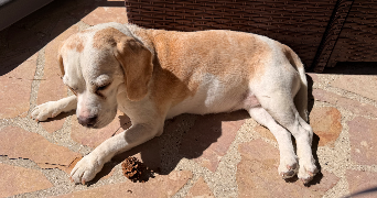 laura pet sitter à MARGENCY 95580_7