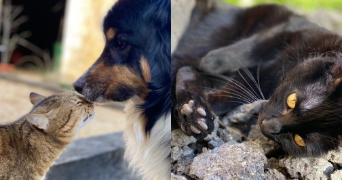 tiffany pet sitter à ANTONNE ET TRIGONANT 24420_1