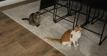 maellys pet sitter à VARCES ALLIERES ET RISSET 38760_3