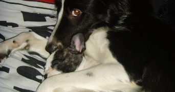 cassandre pet sitter à TOMBLAINE 54510_3