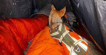 clement pet sitter à LE PONT DE CLAIX 38800_1
