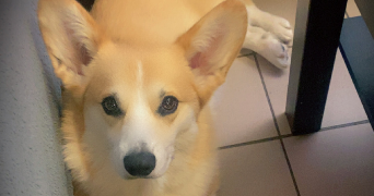 eugenie pet sitter à JOUY SUR EURE 27120_7