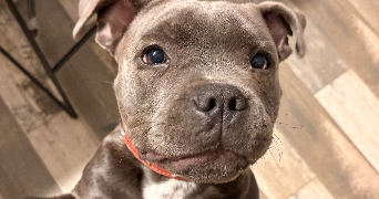 marie pet sitter à CONQUES SUR ORBIEL 11600_5