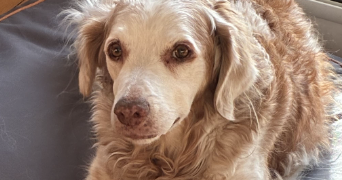 marion pet sitter à TOULON 83000_3