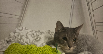 marine pet sitter à bures sur yvette 91440_2