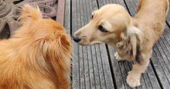 julien pet sitter à FOUGERES 35300_2