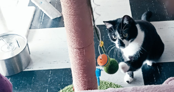 giulia pet sitter à IVRY SUR SEINE 94200_4