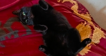 roxanne pet sitter à GUILHERAND GRANGES 07500_3