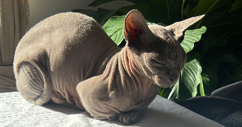 laura pet sitter à MARGENCY 95580_1