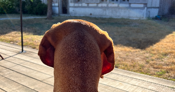 pierre pet sitter à PARIS 11 75011_2