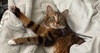clarisse pet sitter à ORLEANS 45000_1
