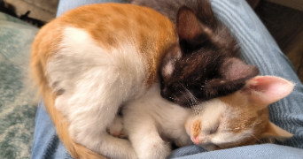 manel pet sitter à MONTPELLIER 34000_3