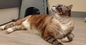 anais pet sitter à Mériel 95630_3