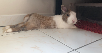 sophie pet sitter à NANTES 44000_3