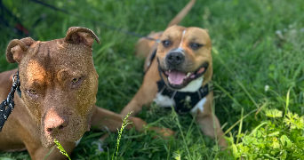 suzane pet sitter à CHEVILLY LARUE 94550_6