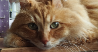 yuna pet sitter à VILLEURBANNE 69100_7