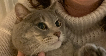 ines cat sitter à PARIS 12 75012_3