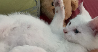 aurore pet sitter à LES ABRETS EN DAUPHINE 38490_2