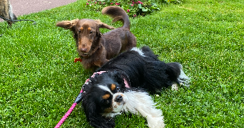 justine dog sitter à CLERMONT FERRAND 63000_1