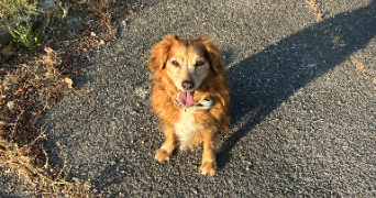 ines pet sitter à BEZIERS 34500_9