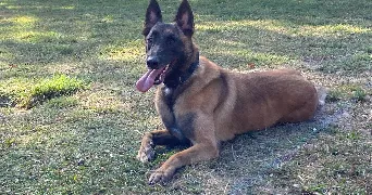 clémence pet sitter à REIMS 51100
