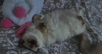stella pet sitter à Paris  75015_8