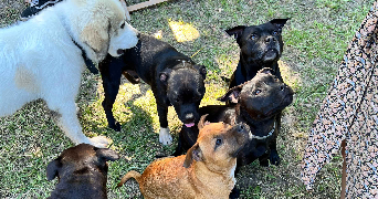 laura pet sitter à ORGON 13660_9