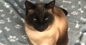 zora pet sitter à Angers 49000_2