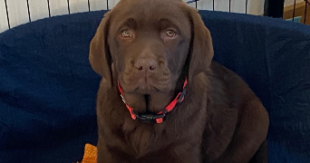 charles pet sitter à PARIS 16 75016_5