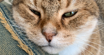 bertille pet sitter à LYON 03 69003_2