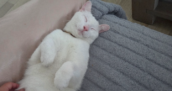 alicia pet sitter à Mirville 76210_3