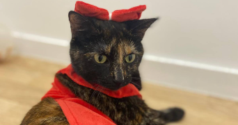 khadydia cat sitter à BOULOGNE BILLANCOURT 92100_5