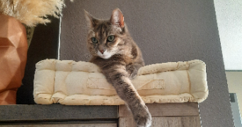 ophélie pet sitter à MONTPELLIER 34000_1
