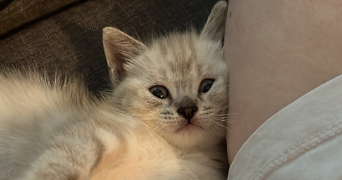 azénnora pet sitter à NANTES 44000_1