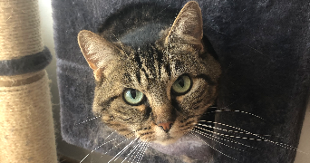 violette pet sitter à TOULOUSE 31000_3