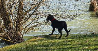 charlène dog sitter à RIBECOURT DRESLINCOURT 60170_1