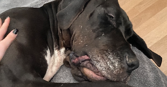 Eva pet sitter à Nancy 54000_9