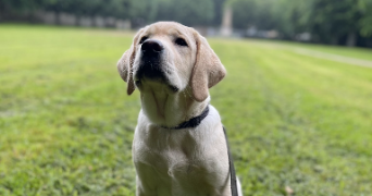 clarisse et florian dog sitter à FERRIERES EN BRIE 77164_2