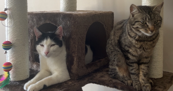 pauline pet sitter à Cherbourg 50130_2