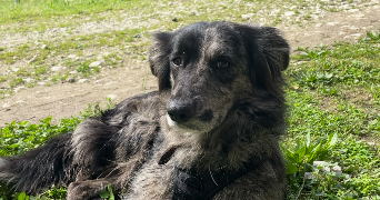 ambre pet sitter à CESSENON SUR ORB 34460_4