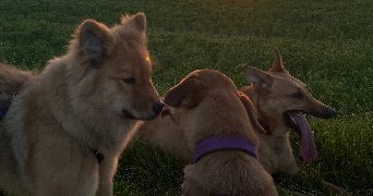 marianne pet sitter à ANGERS 49000_1
